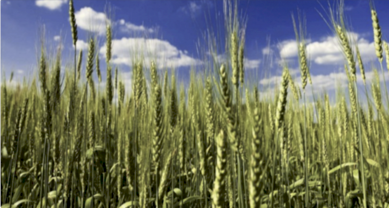 SOA - Ex Brisbane - Available now