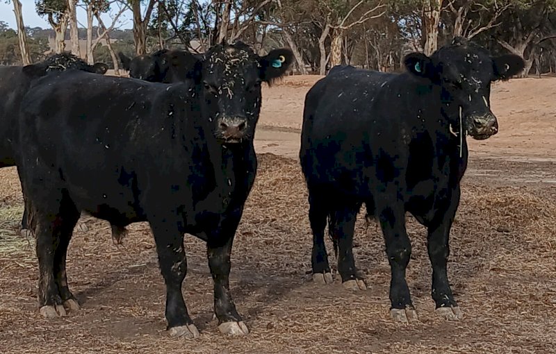 Angus Bulls