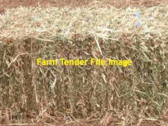 Oaten Hay Small Square Bales