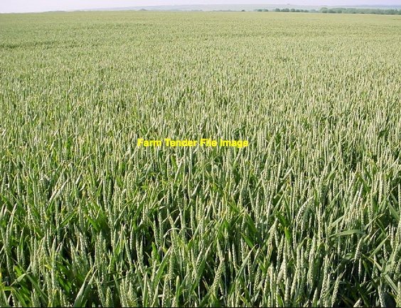 WANTED Standing Cereal Crops