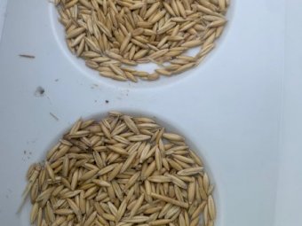 45MT Bilby Feed Oats