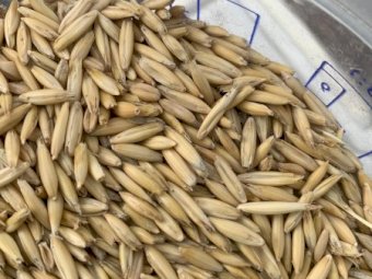 45MT Bilby Feed Oats