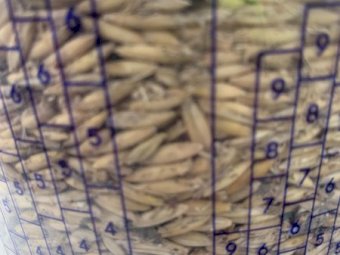 45MT Bilby Feed Oats