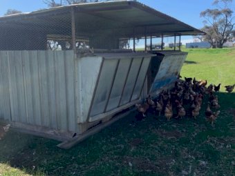 Chook Sheds x 6