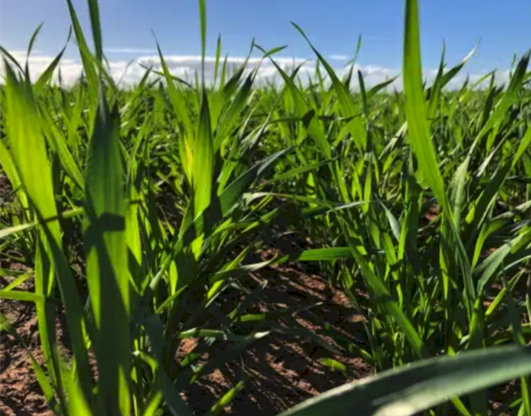 Liquid UAS ex Tongala - 1000L Shuttles