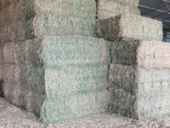 40 x 8x4x3 Bales 3rd Cut Lucerne Hay
