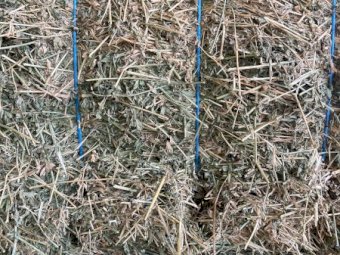 40 x 8x4x3 Bales 3rd Cut Lucerne Hay