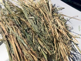 160mt Oaten Hay 620kg 8x4x3 Bales