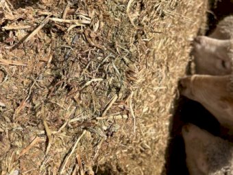 Vetch Hay 8x4x3 Bales