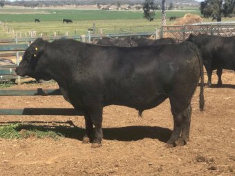 Commercial Black Angus Bulls