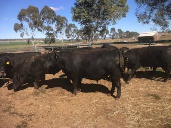 Commercial Black Angus Bulls