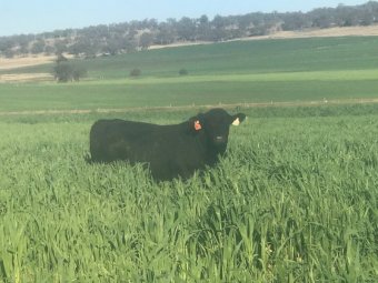 Commercial Black Angus Bulls