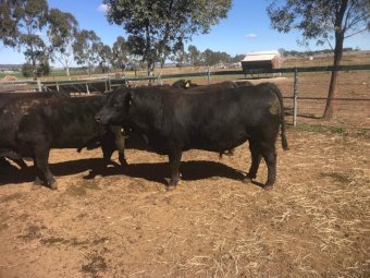 Commercial Black Angus Bulls