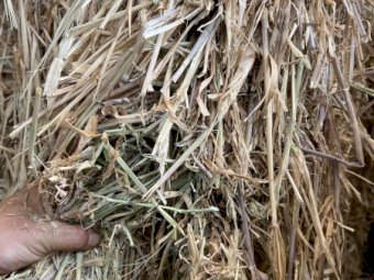 40-50mt Barley Hay 650kg 8x4x3 Bales