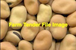 WANTED Fresh Broad Bean Supply for Export