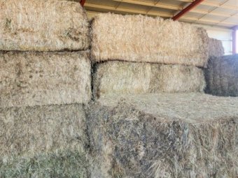 80mt Oaten Hay 600-670kg 8x4x3 Bales