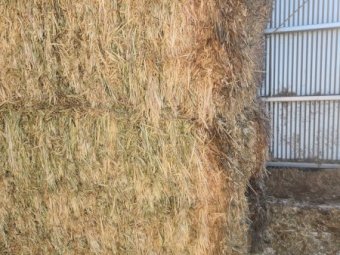 80mt Oaten Hay 600-670kg 8x4x3 Bales