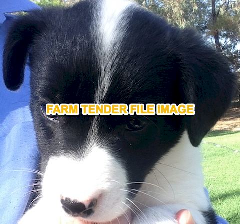 WANTED Border Collie Female Pup