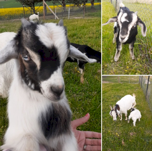 Pygmy Goats x 7 - Girls and boys 