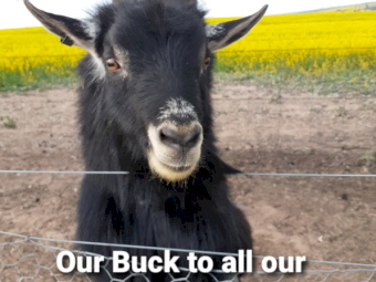Pygmy Goats x 7 - Girls and boys 
