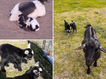 Pygmy Goats x 7 - Girls and boys 