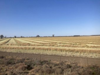 Contract Windrowing Available NSW/Northern VIC