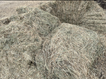 B Double Load Barley Vetch Hay 670kg 8x4x3 Bales