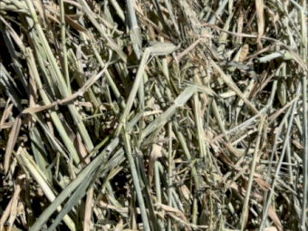 B Double Load Barley Vetch Hay 670kg 8x4x3 Bales