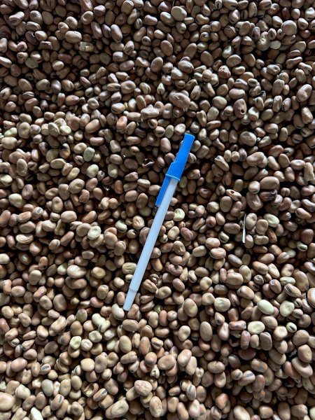 100mt Faba Beans