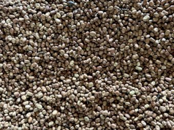 100mt Faba Beans