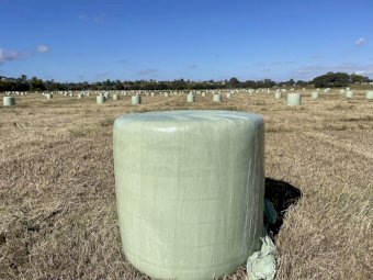 350 Callide Rhodes Grass silage rolls