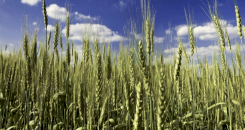 SOA - 91 tonne Ex Geelong