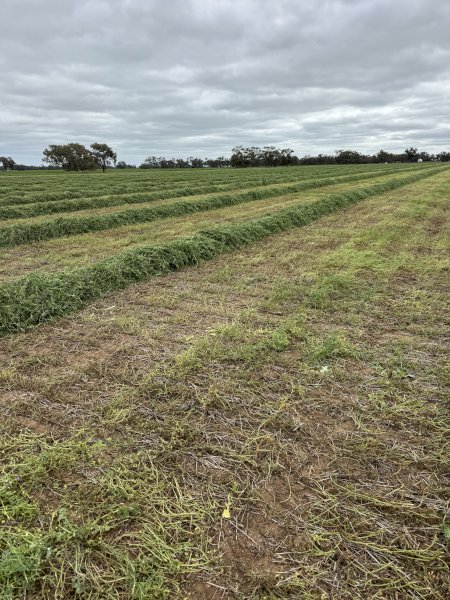 EOI Vetch Hay 8x4x3 Bales