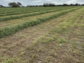 EOI Vetch Hay 8x4x3 Bales