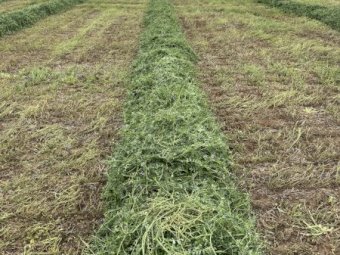 EOI Vetch Hay 8x4x3 Bales