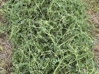 EOI Vetch Hay 8x4x3 Bales
