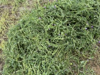 EOI Vetch Hay 8x4x3 Bales