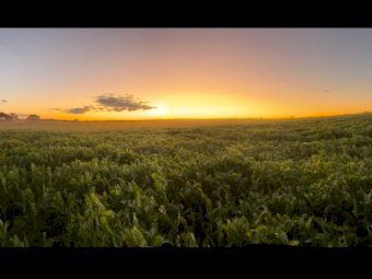 22 X Vetch Hay 8x4x3 Bales