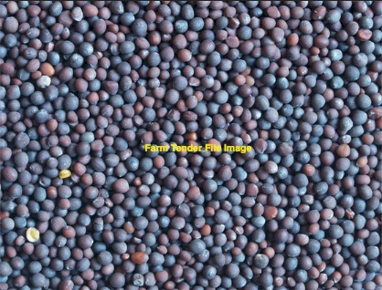 40MT Rasina Vetch Seed