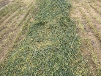 EOI 700-800mt Barley Hay 8x4x3 Bales