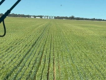 EOI 700-800mt Barley Hay 8x4x3 Bales