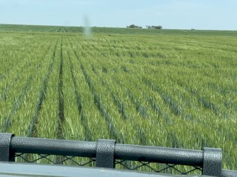 EOI 700-800mt Barley Hay 8x4x3 Bales