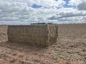 450mt Pea Hay 500kg 8x4x3 Bales