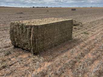 450mt Pea Hay 500kg 8x4x3 Bales