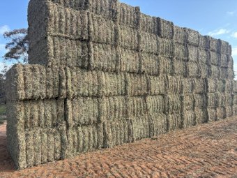 450mt Pea Hay 500kg 8x4x3 Bales