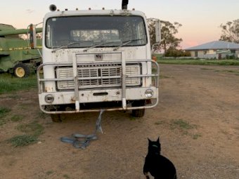 International Acco 1830B