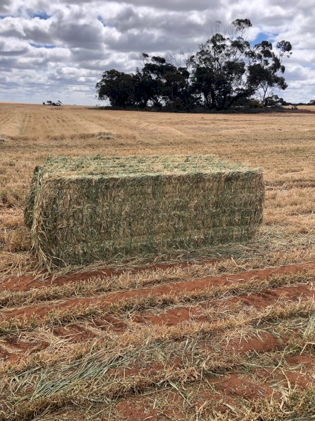 500mt Barley Hay 680kg 8x4x3 Bales