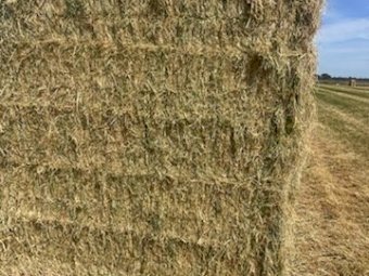 150MT Ryegrass Hay 3X3 or 4X3 Bales