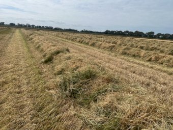 150MT Ryegrass Hay 3X3 or 4X3 Bales