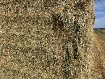 150MT Ryegrass Hay 3X3 or 4X3 Bales